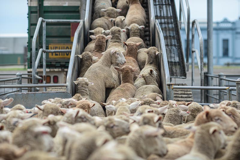 Photo par Jo-Anne McArthur