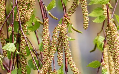 🔴 Pollen du bouleau : Les jours à venir seront «très difficiles» pour les personnes sensibles…