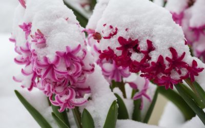 Franche-Comté : De +22°C ce Lundi après-midi, nous passerons à 6°C dès Vendredi 1er Avril…