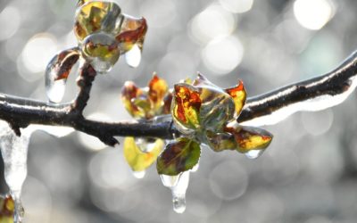 Franche-Comté : Gelées destructrices redoutées ce Lundi 04 Avril 2022 en production fruitière…