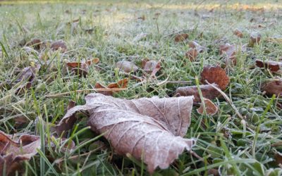 Besançon (25) : Aucune gelée relevée avant décembre… la deuxième fois en 130 ans
